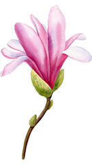 pink magnolia flowers, Watercolor botanical painting