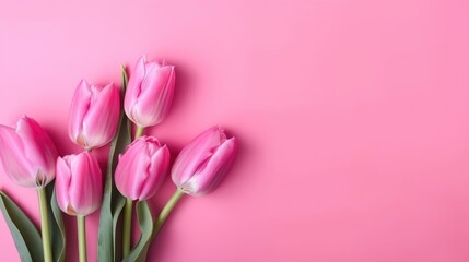 Obraz premium Pink and white tulips. Isolated on pastel pink background. Top view. Copy space. Generative ai.