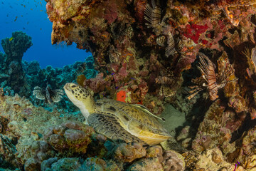Fototapeta premium Coral Reef Fish Turtle Stingray Little Big Planet