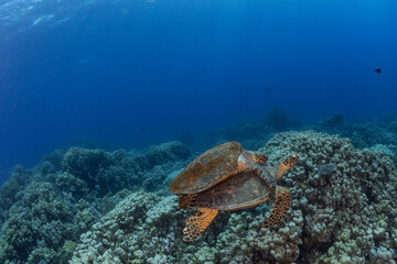 Fototapeta na wymiar Coral Reef Fish Turtle Stingray Little Big Planet