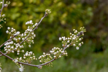 Delicate pink buds of a flowering pear tree close-up.