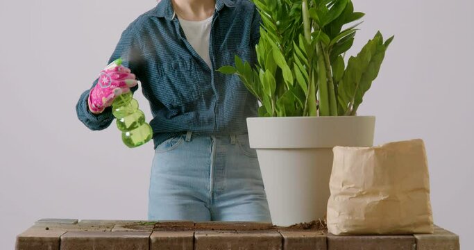 Close-up image of a florist in pink gloves and work shirt spraying a large zamioculcas flower with a green sprayer after replanting. Details on the water that jumps and settles on the leaves