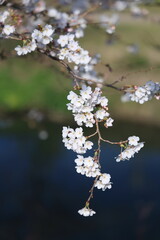 京都の桜と菜の花の競演（桂川堤）