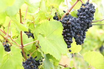 Close up the grape harvest