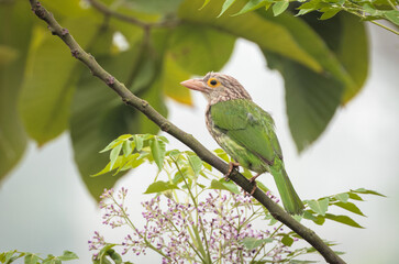 lineated barbet is an Asian barbet native to the Terai, the Brahmaputra basin to Southeast Asia. 