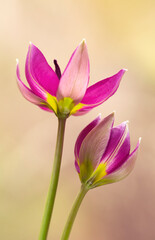 Wiosenne kwiaty - Tulipany Botaniczne Lilac Wonder 