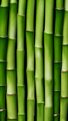 Fototapeta premium Bamboo stems background. Green bamboo shoots in a row. Bamboo fence wallpaper.