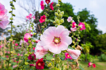 Big closeup beautiful pink Hollyhock flowers planted in flower beds in a bright morning