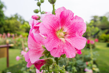 Big closeup beautiful pink Hollyhock flowers planted in flower beds in a bright morning