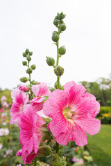 Big closeup beautiful pink Hollyhock flowers planted in flower beds in a bright morning
