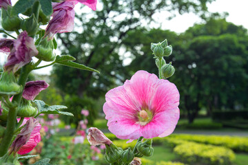 Big closeup beautiful pink Hollyhock flowers planted in flower beds in a bright morning