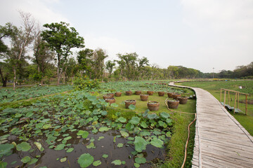 A path made of bamboo leads into a lotus pond in a large park