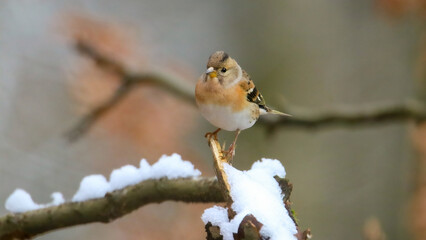 Brambling in the forest