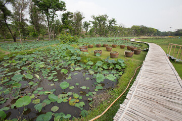 A path made of bamboo leads into a lotus pond in a large park