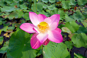 Big closeup Nelumbo nucifera or Sacred lotus or Indian lotus or Simply lotus in a beautiful lotus pool