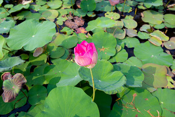 Closeup Nelumbo nucifera or Sacred lotus or Indian lotus or Simply lotus in a beautiful lotus pool