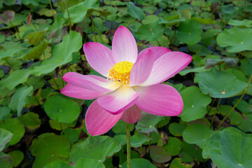 Big closeup Nelumbo nucifera or Sacred lotus or Indian lotus or Simply lotus in a beautiful lotus pool