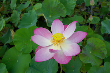 Big closeup Nelumbo nucifera or Sacred lotus or Indian lotus or Simply lotus in a beautiful lotus pool