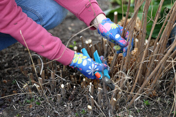 Gardener cuts dry rhizomes of New England aster with pruning shears. Early spring work in the garden after winter.
