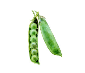 Watercolor illustration of green peas, isolated on white background