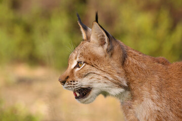 Naklejka premium Lince boreal (Lynx lynx)