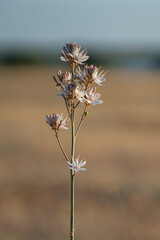 Asfodelo o flor silvestre