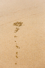 Small Balls of Sand Bubbler Crab on Mission Beach, Queensland, Australia.
