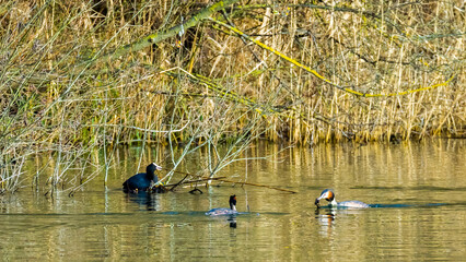 Obraz premium Coot destroys the nest of great crested grebe pair on lake