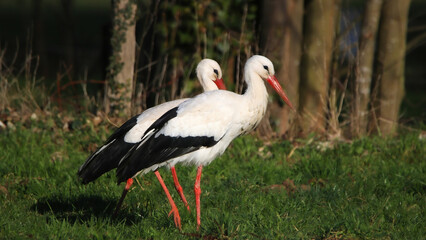 Stork couple