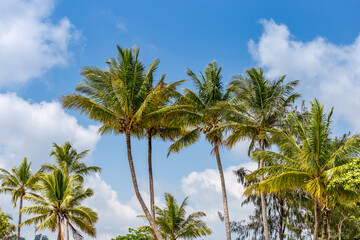 Coconut Palm Trees in Front of Blue Sky, Queensland, Australia