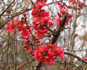 Spring sketch, red flowers on blooming tree