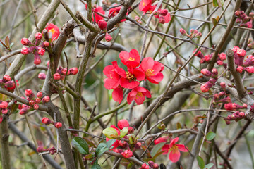Spring sketch, red flower among buds on blooming tree