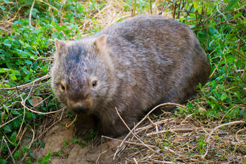 野生のウォンバット