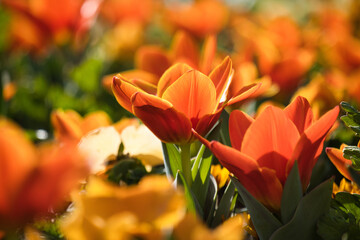 Tulpen im Beet