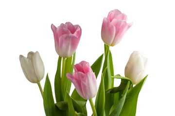 Bouquet of delicate tulips on a transparent background.