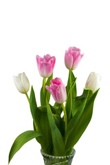 Bouquet of delicate tulips on a transparent background.