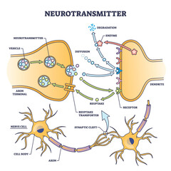 Plakat Neurotransmitter process detailed anatomical explanation outline diagram. Labeled educational scheme with vesicle, axon terminal, enzyme production and receptors vector illustration. Synapse impulse.