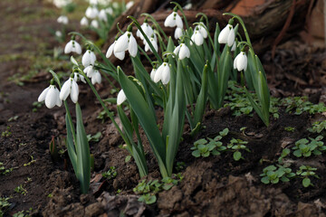 Beautiful white blooming snowdrops growing outdoors. Spring flowers