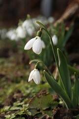 Fototapeta premium Beautiful white blooming snowdrops growing outdoors. Spring flowers