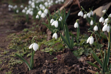 Beautiful white blooming snowdrops growing outdoors. Spring flowers