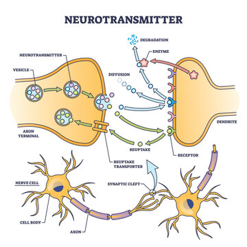 Neurotransmitter process detailed anatomical explanation outline diagram. Labeled educational scheme with vesicle, axon terminal, enzyme production and receptors vector illustration. Synapse impulse.