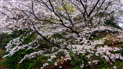 雨の日のサクラ