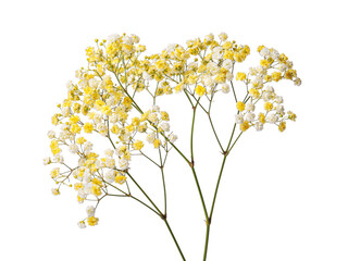 Obraz premium Beautiful color gypsophila twig isolated on white