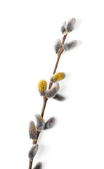 Beautiful blooming willow branch isolated on white, top view © New Africa