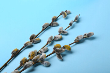 Beautiful blooming willow branches on light blue background, above view