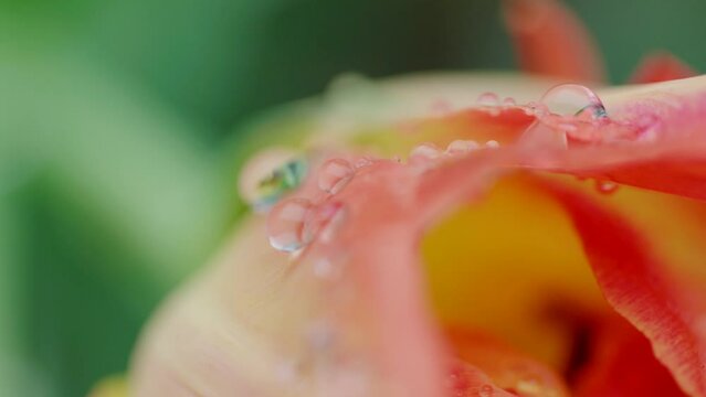 春の雨、朝露、夜露に濡れ水滴のついた花　チューリップの花びら　マクロ　花のエキス、香り、成分、化粧、美容のイメージ