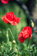 Obraz premium Red spring poppy