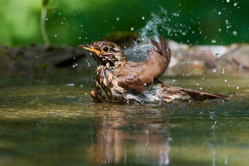 Song thrush,, Turdus philomelos,, in natural environment, Danubian wetland, Slovakia
