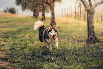 Husky Brown Playing in a Sunny Spring Day