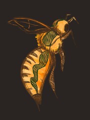 a honey bee isolated on a dark background